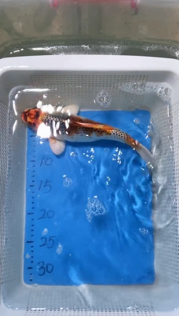 锦鲤锦鲤蝴蝶鲤鱼拍开箱视频包售后