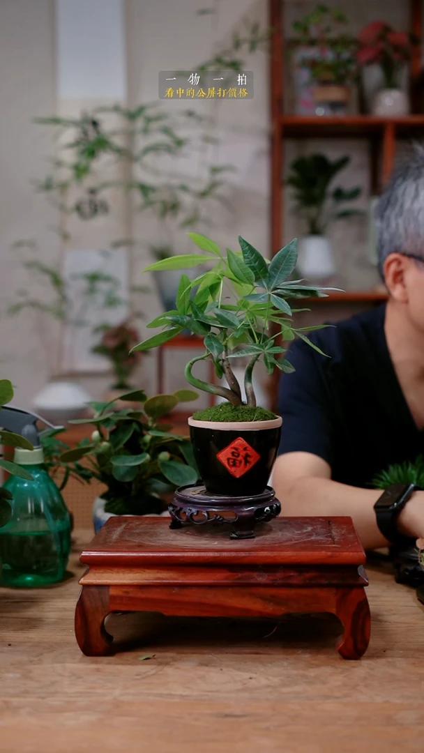 不开花植物Y***?发财树379