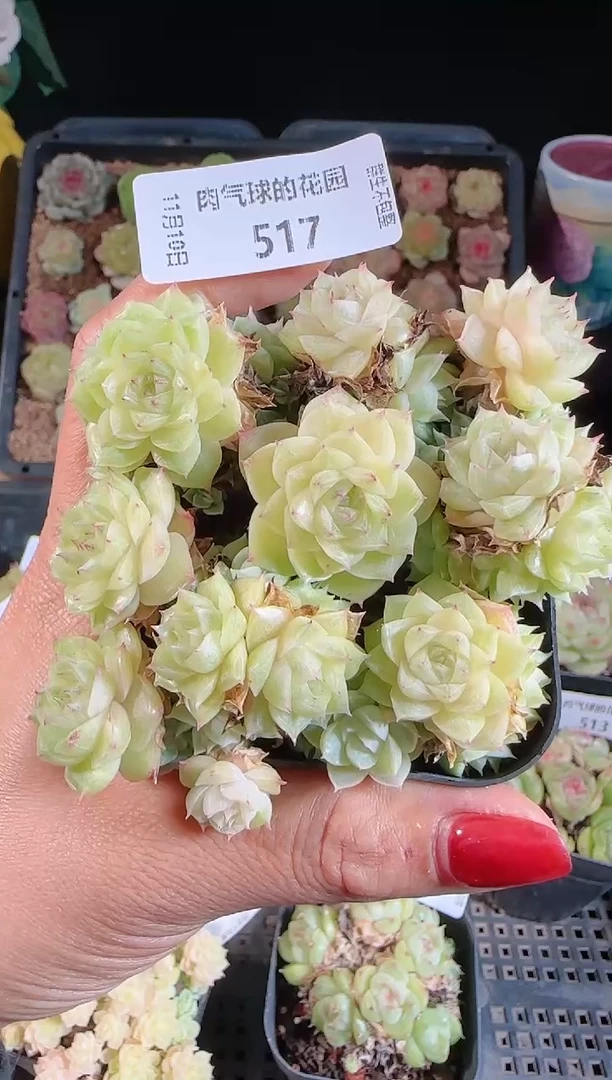 1110-517（群生不包整）