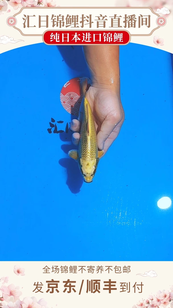 锦鲤丸博单色鲤--007 （京东/顺丰到付）