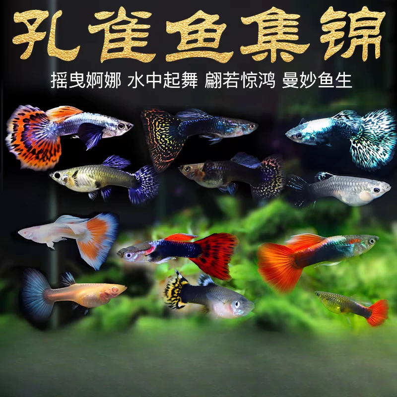 【孔雀鱼品种大全】4条+2条备损精品纯种孔雀鱼好养易繁殖热带鱼