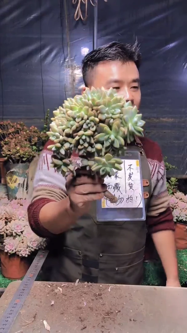203淡雪缀化一物一拍