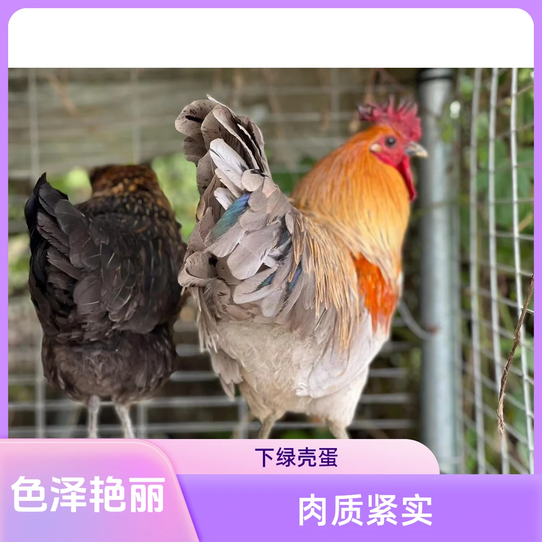 正宗（七彩长尾鹊山鸡出壳苗）神仙鸡苗包活到家下绿壳蛋买10送1