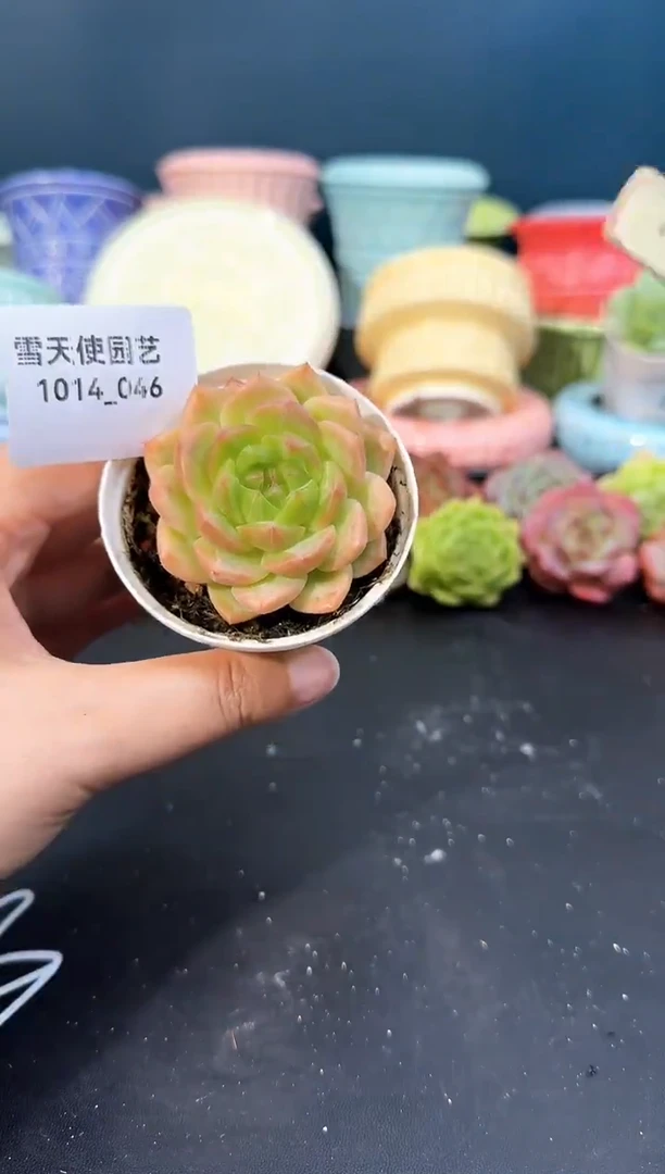 1014- 046 青山 （冠幅 5 cm）