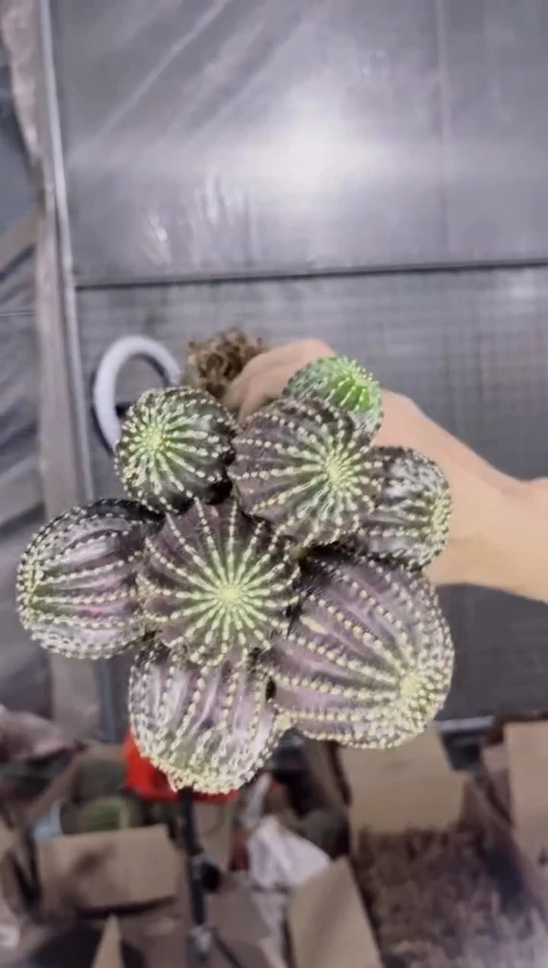 多头 紫皮纳米纳【嫁接】