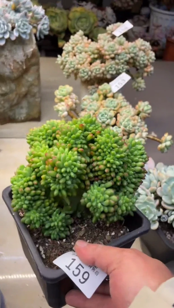 【闪购商品】159春萌缀