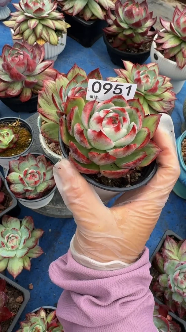 欣*0951惊鸿仙子（裸根发货）（微瑕）