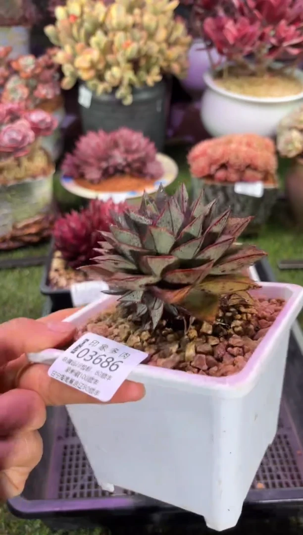 【闪购商品】03686