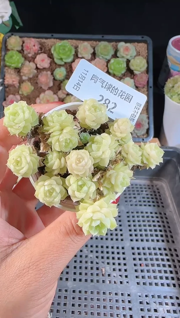 1114-282m1-252-2群生不包整