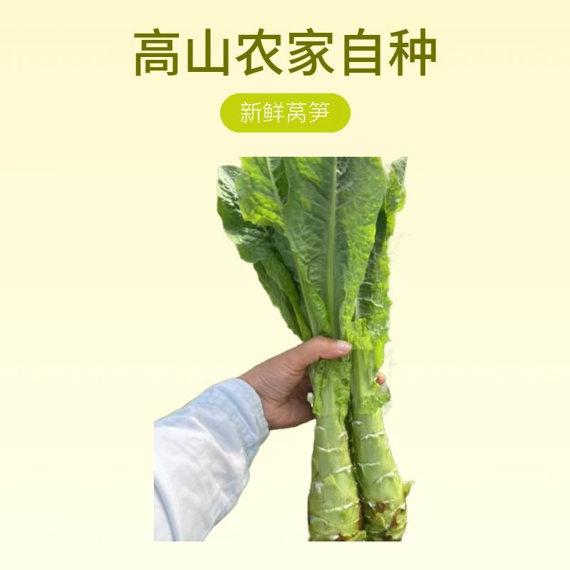 贵州农家露天莴笋 现摘现发