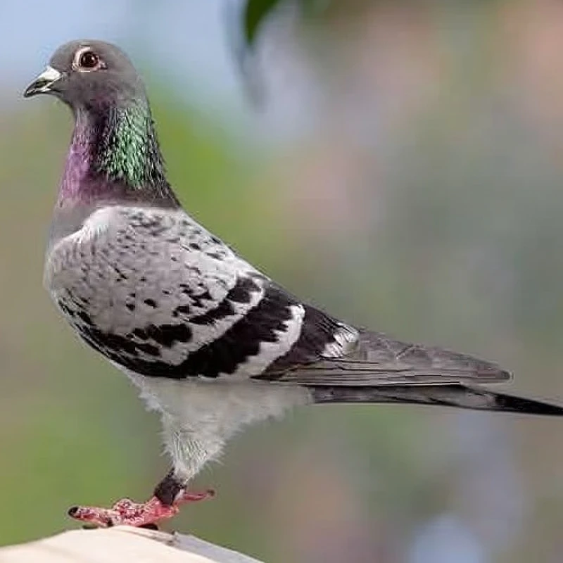 信鸽种鸽比利时原环成绩鸽铭家鸽足环活体血统