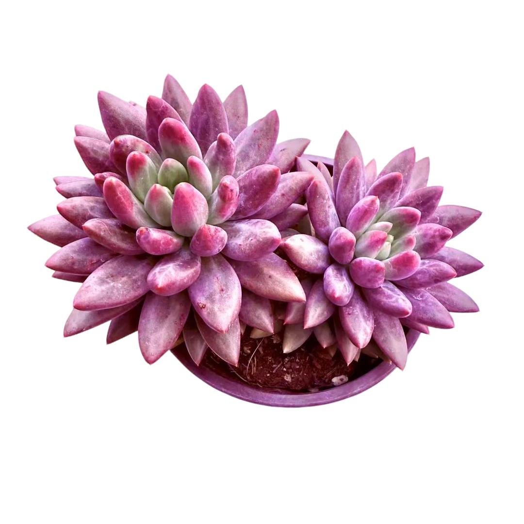 双头红蜻蜓精品多肉 新手好养满9.9包邮以直播间标准发精选精养