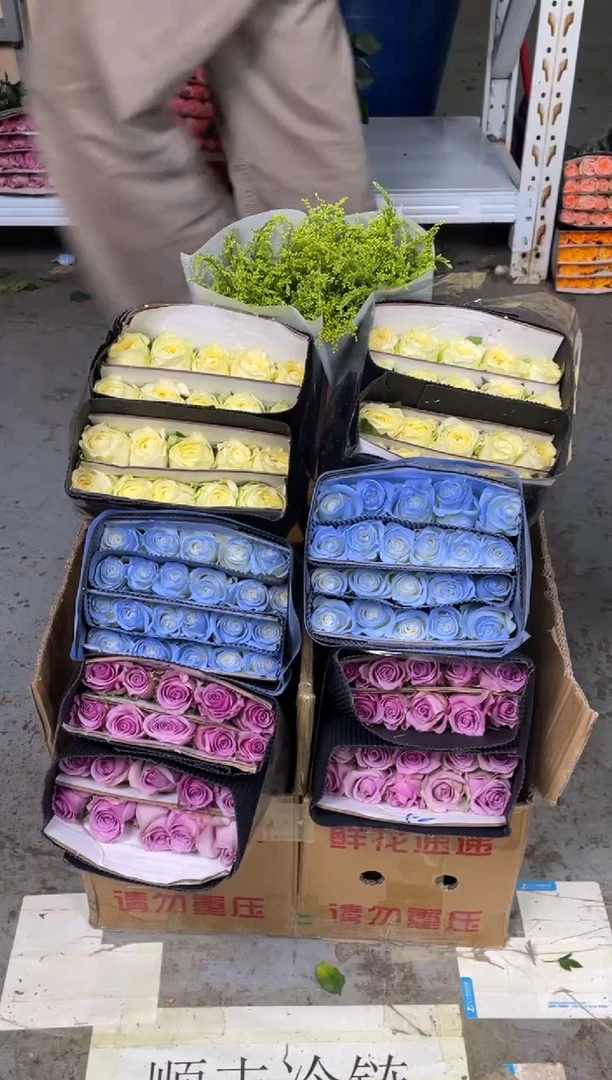 紫霞20枝+碎冰蓝20枝+奶油杯20枝+黄莺