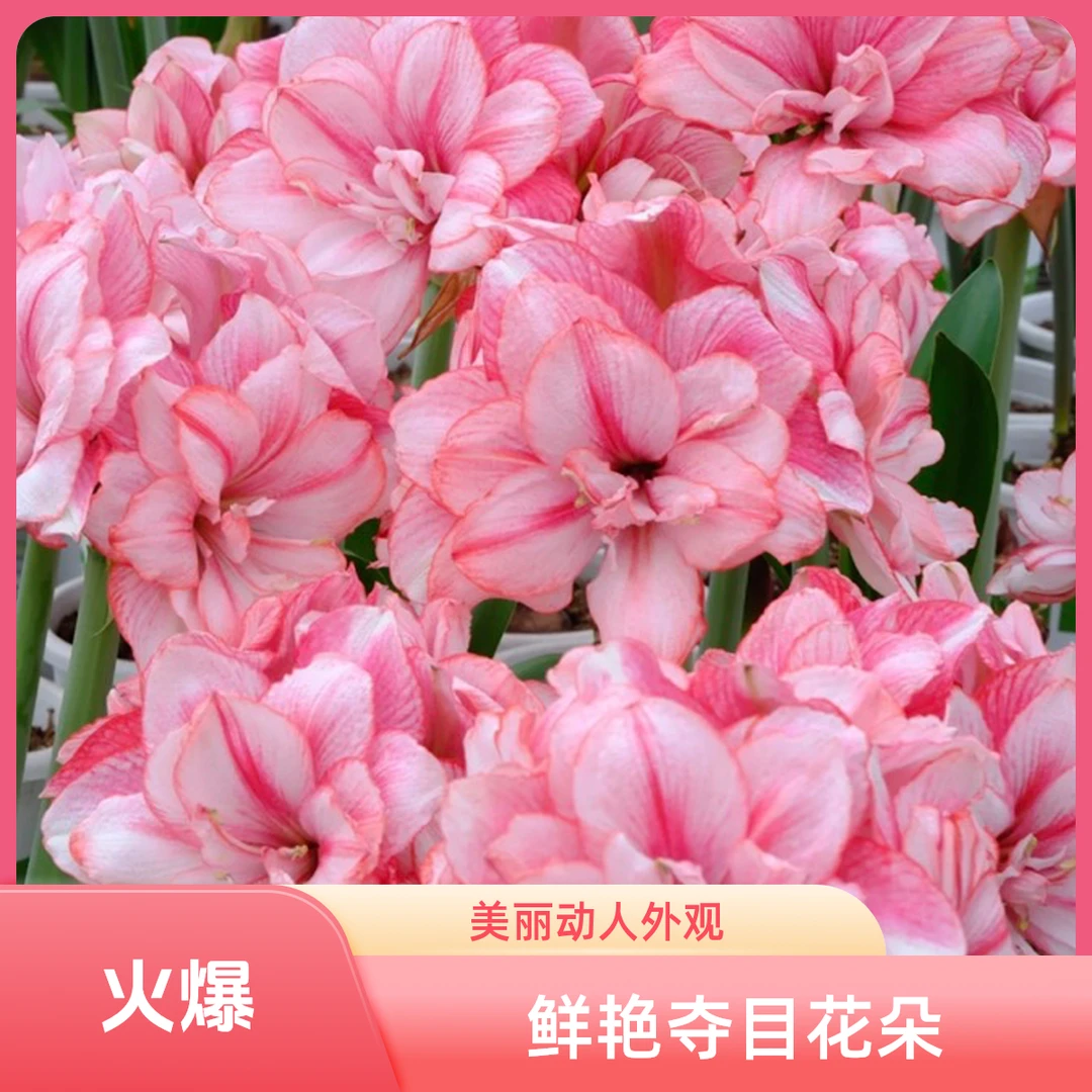 朱顶红国产自然种球《蒂卡梦幻》实际偏小