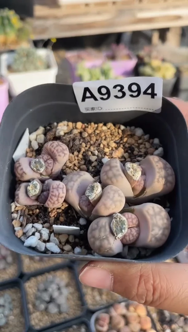 【闪购商品】9394直播一物一拍