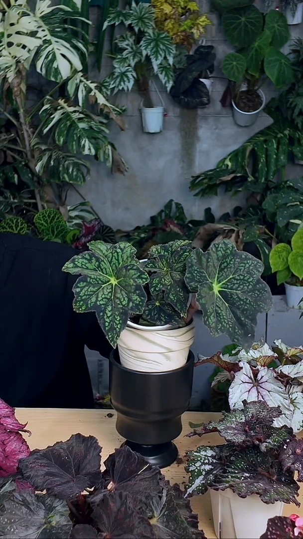 完全开放幻境秋海棠