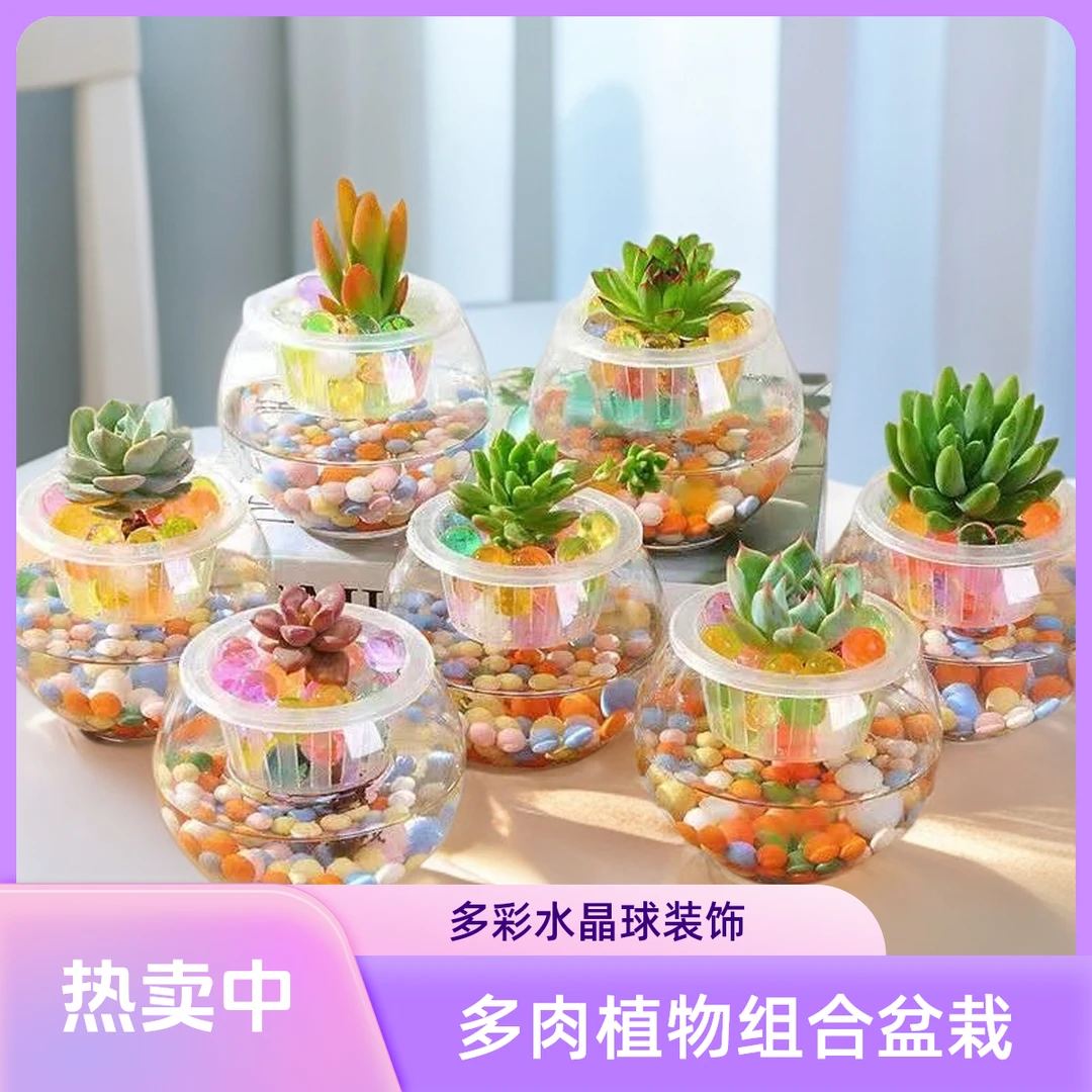 爆款多肉植物懒人水培多肉植物送老师四季好养不死耐活可爱小盆栽