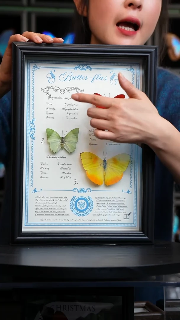 红绿黄三色蝴蝶A4黑框