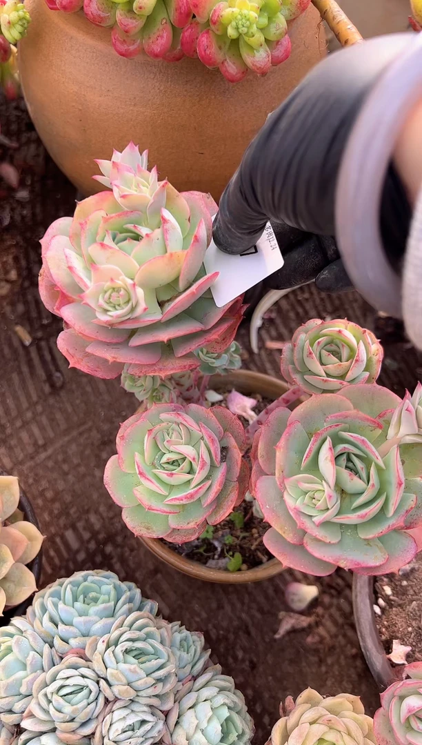 .***阳多肉植物一物一拍24327