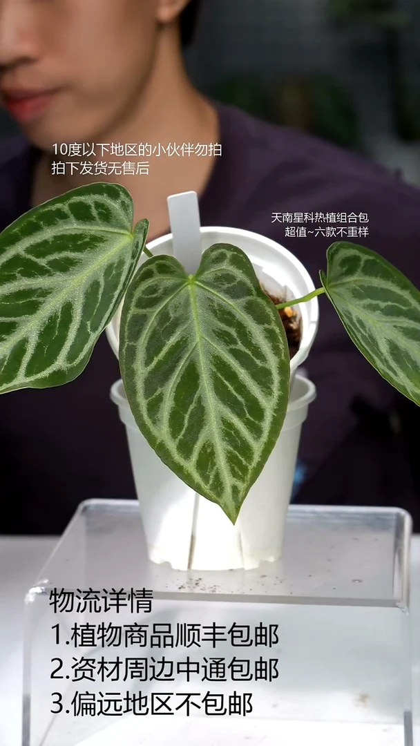 无花朵银河（个体水晶*银王）花烛