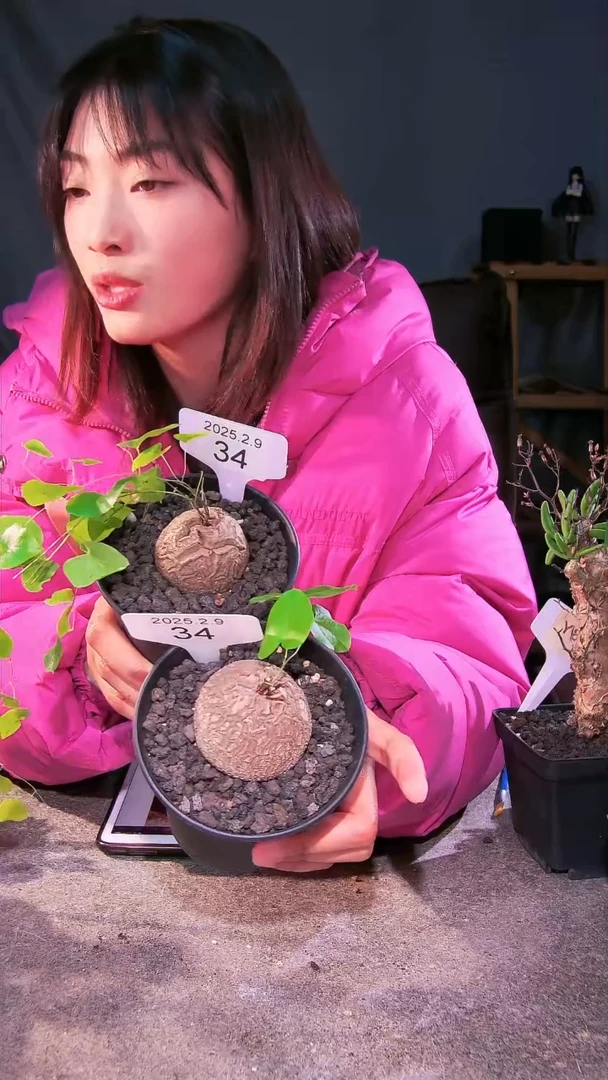 【闪购商品】南非龟甲龙2.9.34