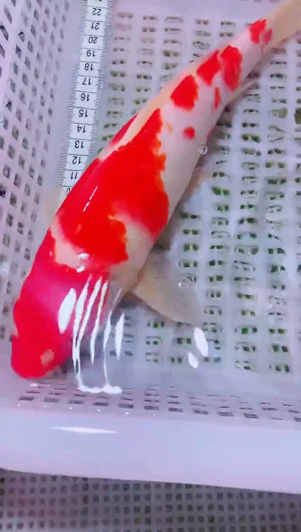 锦鲤血统锦鲤全场包邮10