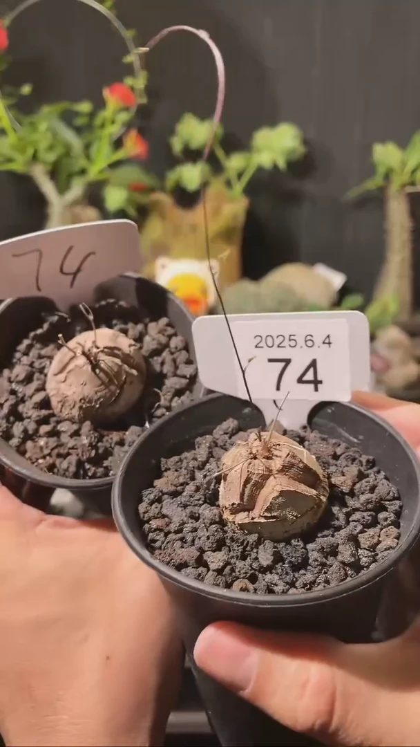 74号604福利南非龟甲龙一组