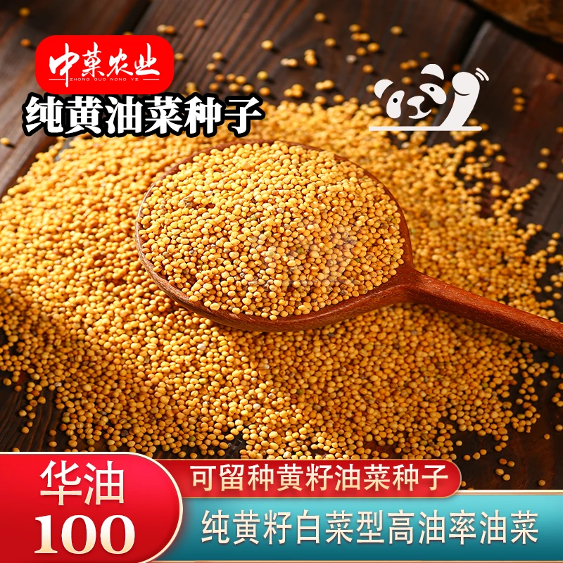【中菓农业】华油100油菜种子抗病高产籽粒纯黄籽白菜型油菜种子