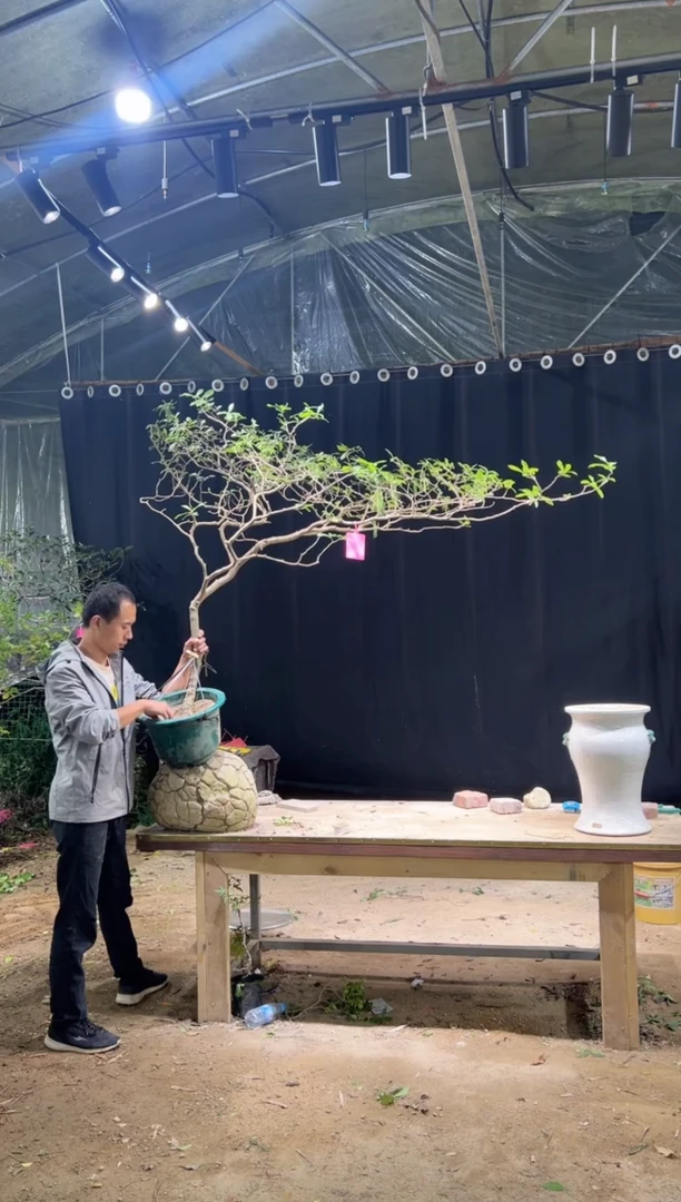 当前无花朵，栽培后可花朵名****龙海岛栀子花