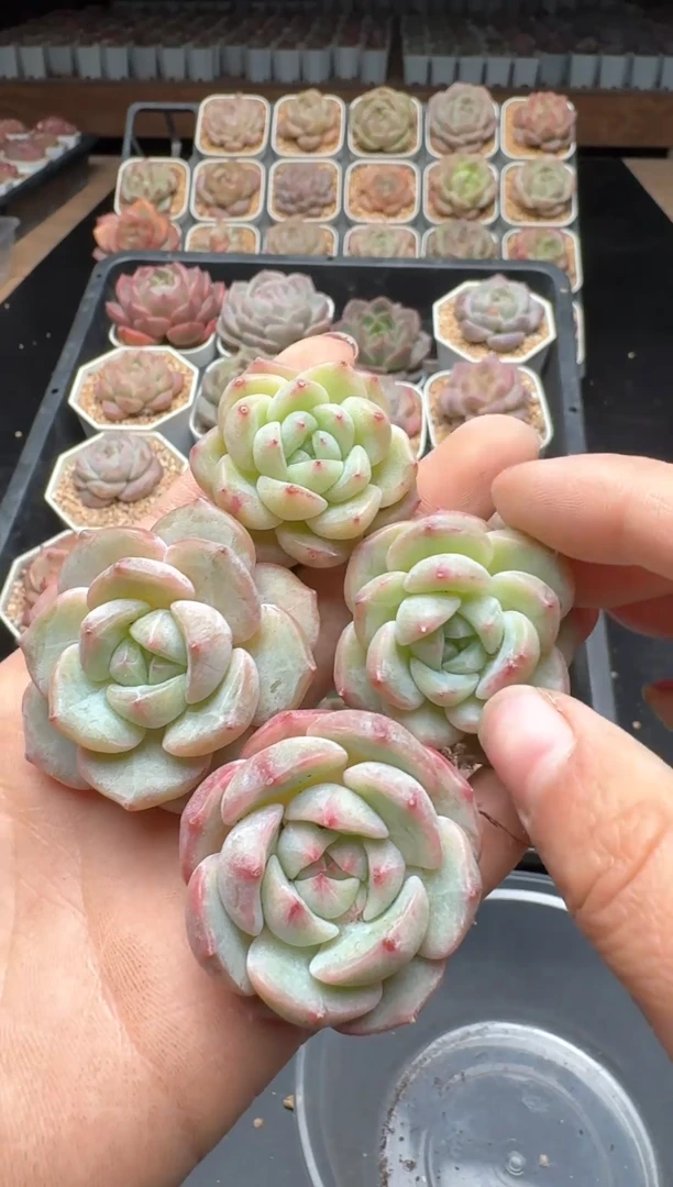 【闪购商品】063号一物一拍珍妮多肉花卉植物3颗起发