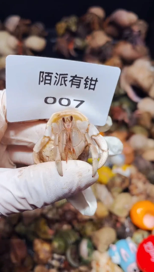 陌派有钳寄居蟹007