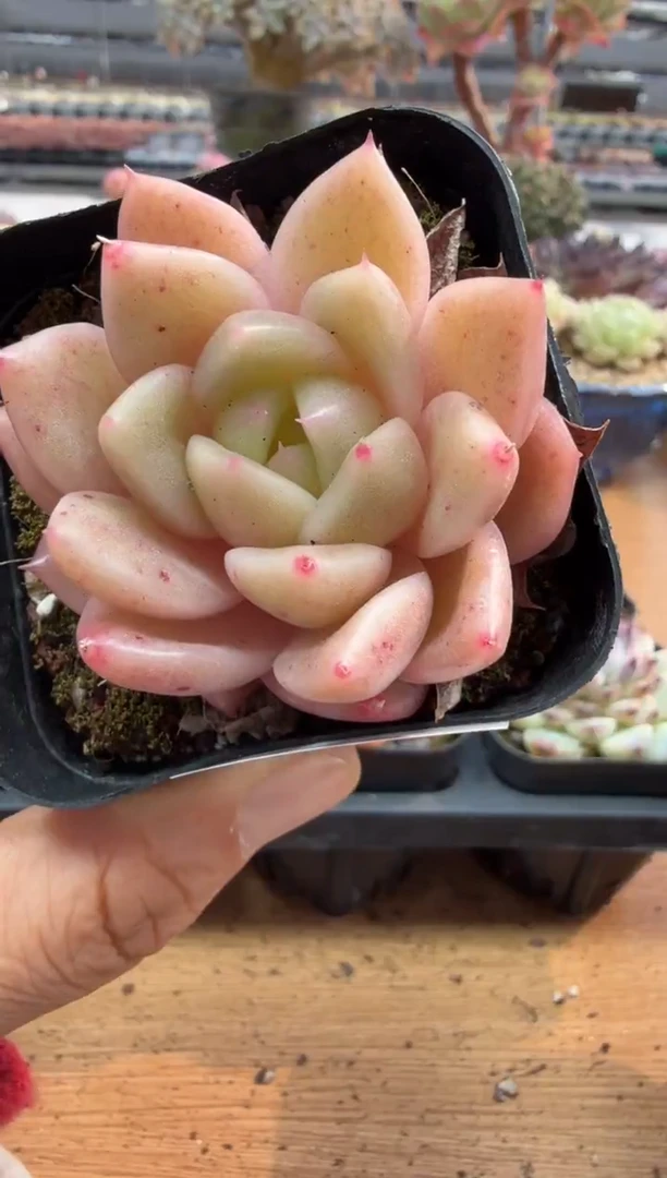 东云多肉园二店-202