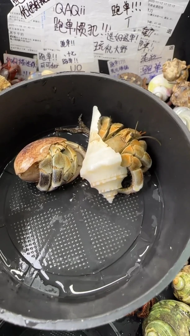 不理不拉两只包活一只，不包全品