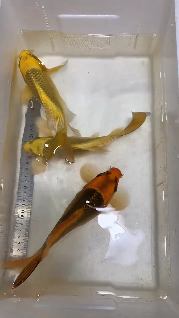 蝴蝶鲤鱼蝴蝶鲤直播选鱼专用链接