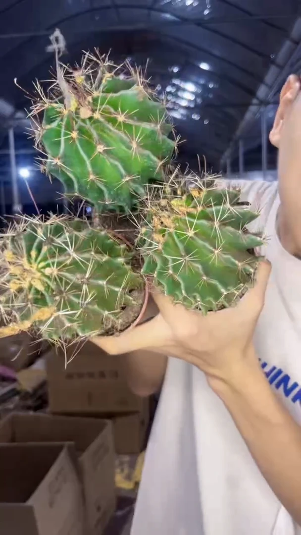 3颗 变色  龙王【实生根】