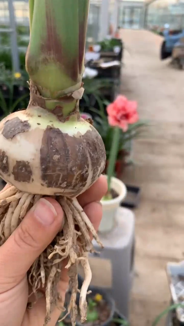 当前无花栽培后可以开花斯嘉丽5cm+