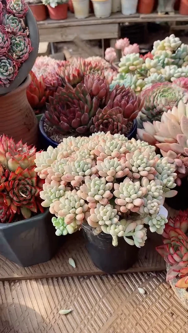 【闪购商品】17203