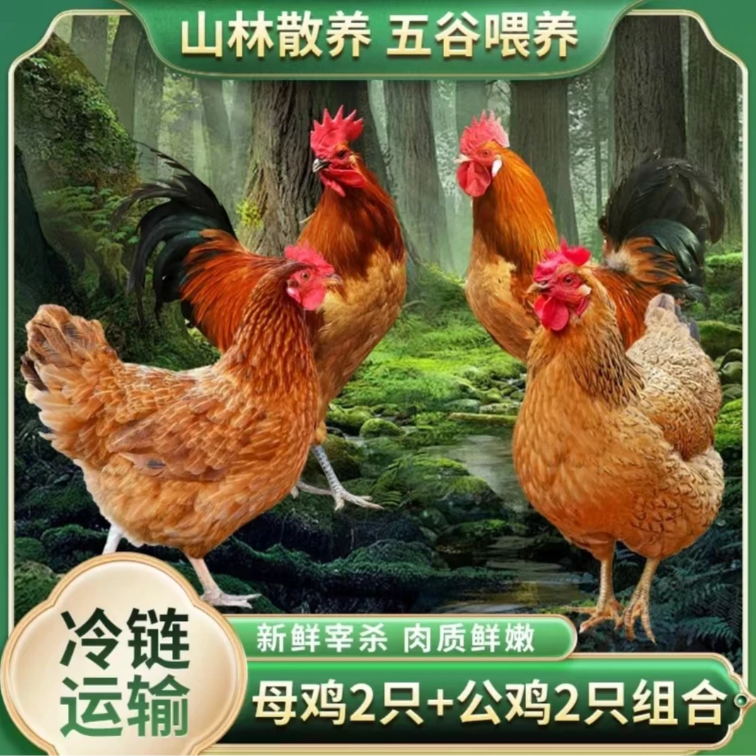 【大山4】放养2年老母鸡2只+2只公鸡 到手4只净重10-11斤 带内脏
