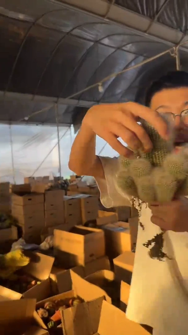 白小丁 群生【带根】