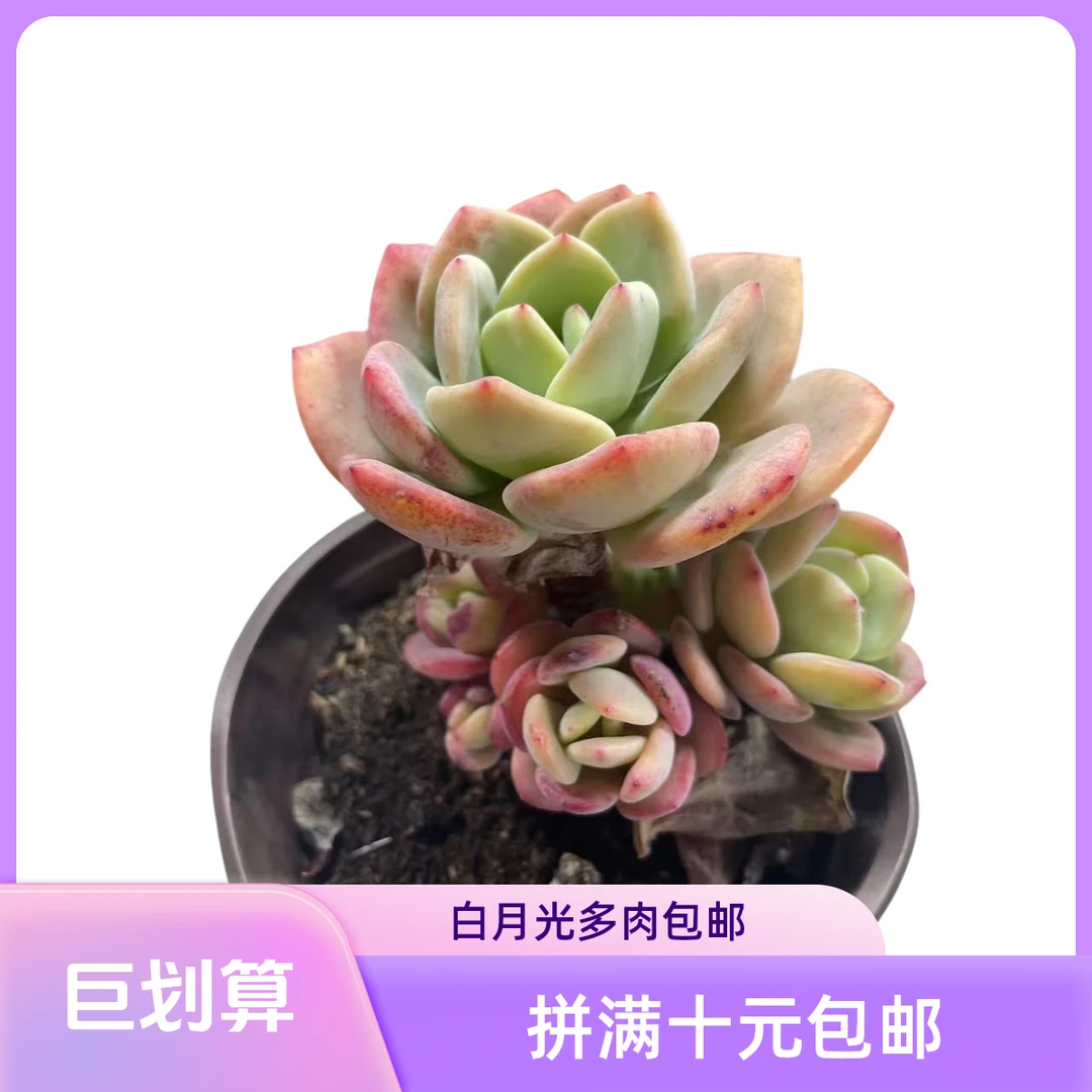 白月光满15元包邮多肉植物星花怒放阳台露台办公室绿植植