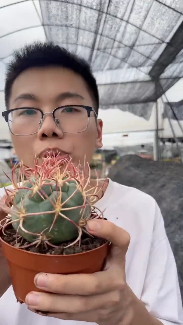 大单头 绯冠龙 带根