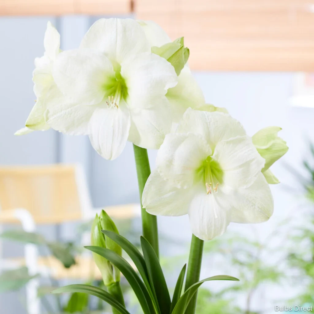 「朱顶红莫斯科 」单瓣白色大花朱顶红种球室内阳台庭院球根花卉