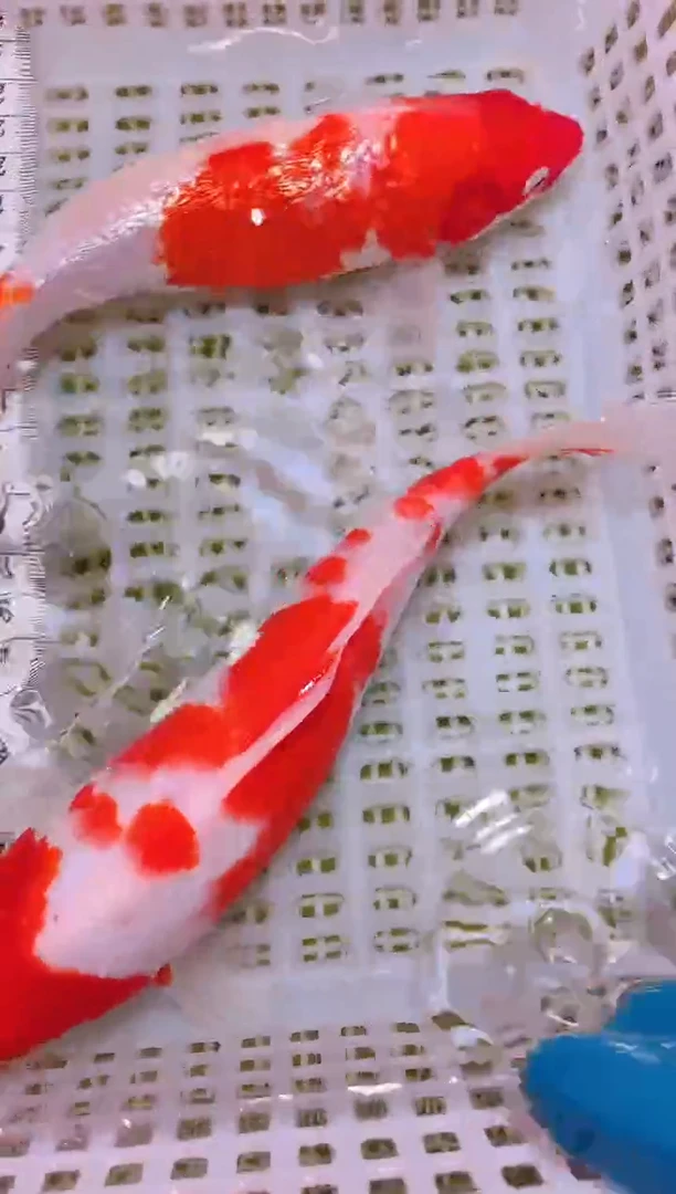 锦鲤冷水观赏鱼全场包邮23