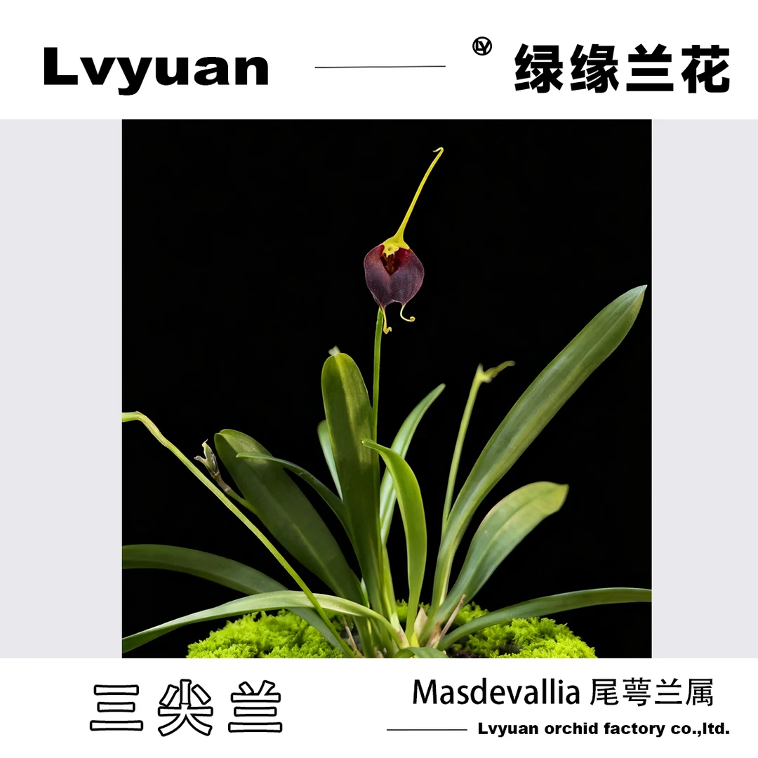 万峰绿缘 红三尖兰迷你植物