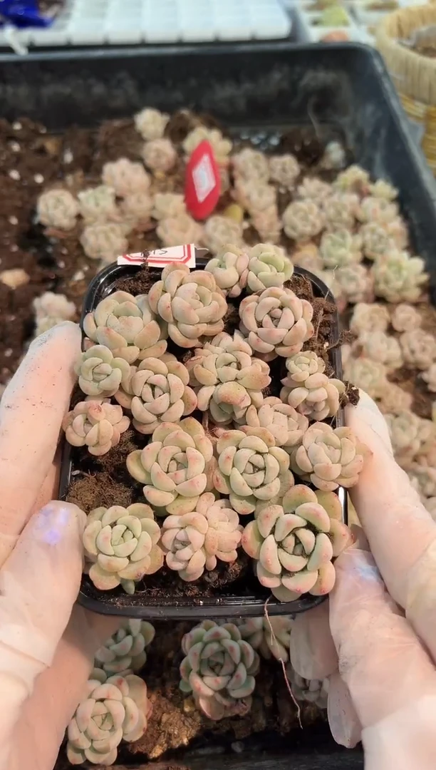 T015 切糕1盒 量拍混发