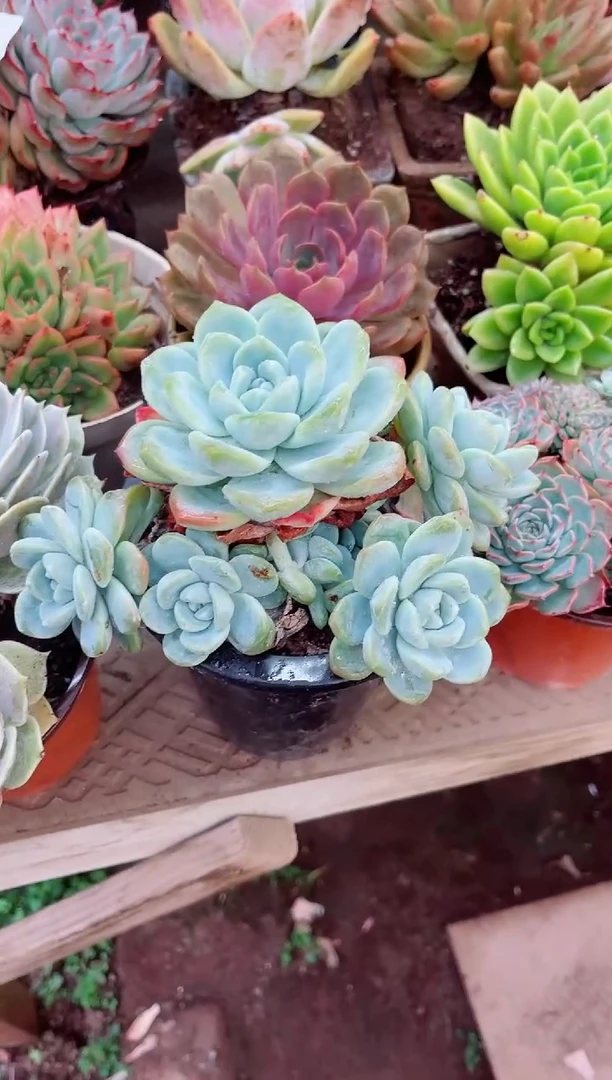 迷*~13059多肉植物一物一拍