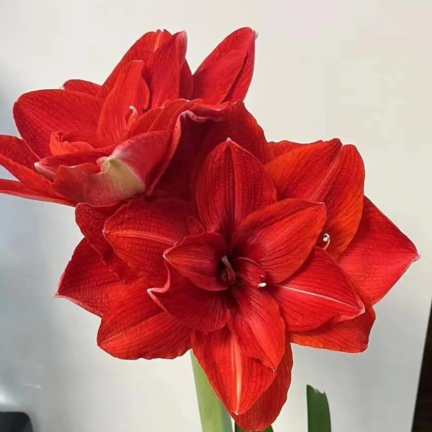 樱桃妮芙花后球/好养好活