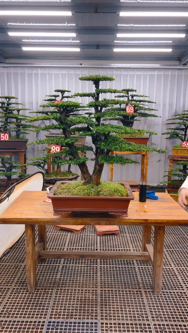 【闪购商品】紫砂精品盆景直播间一物一拍