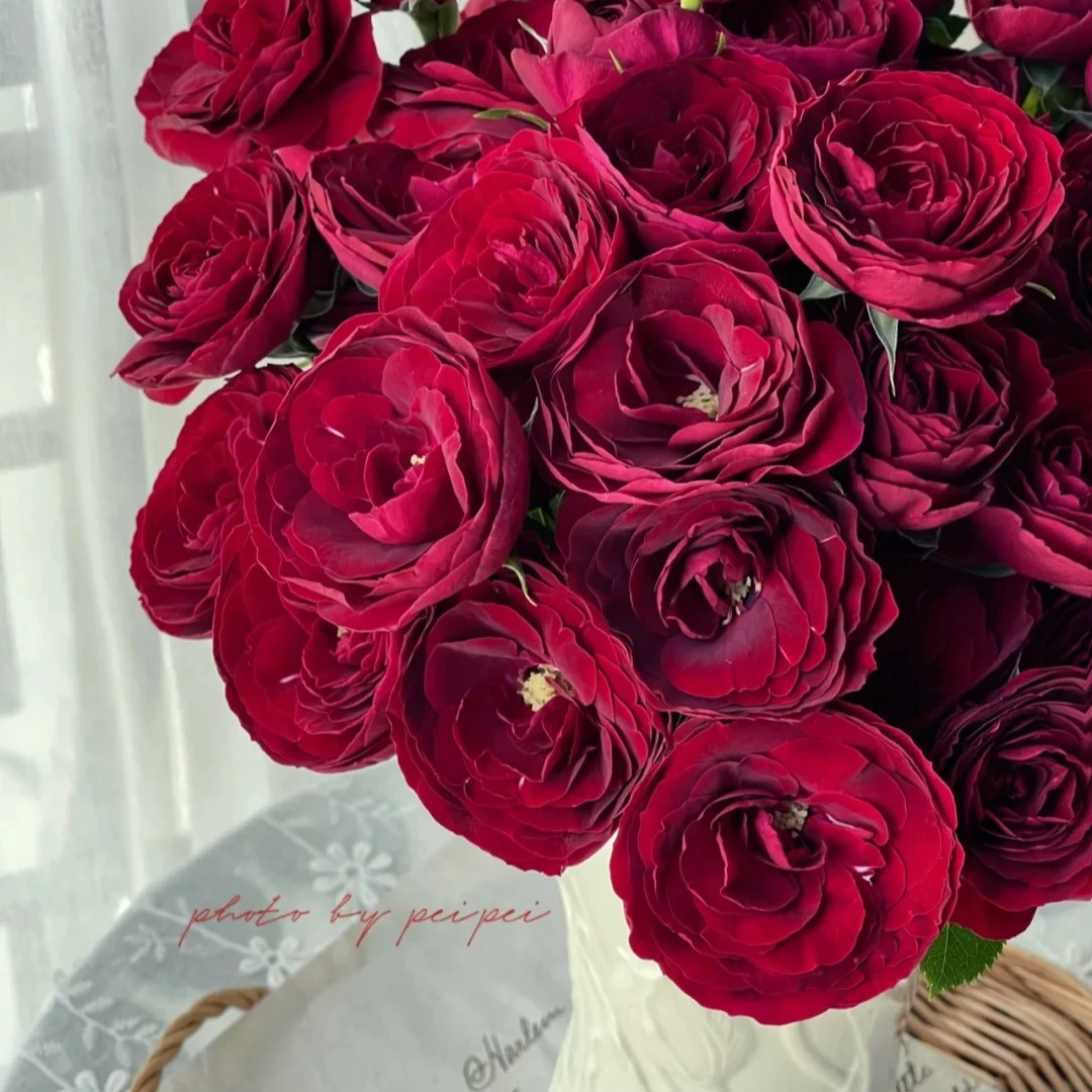 红蕾丝，多头玫瑰，1单冷链包邮，2单升级京东或者顺丰，远的发德邦