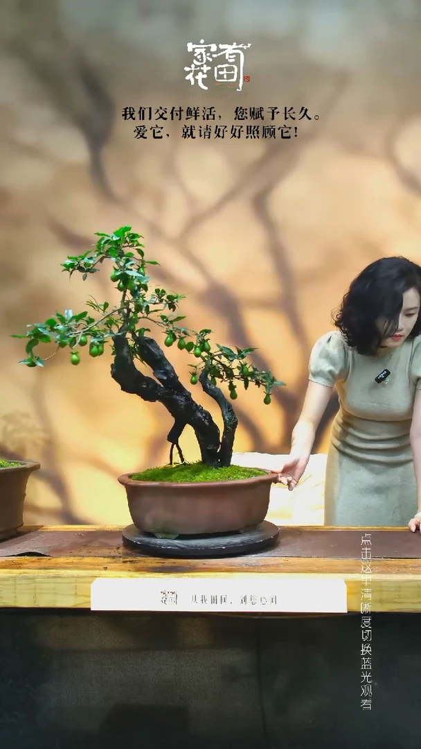 无花朵雄**娃家有花田-老桩金弹子